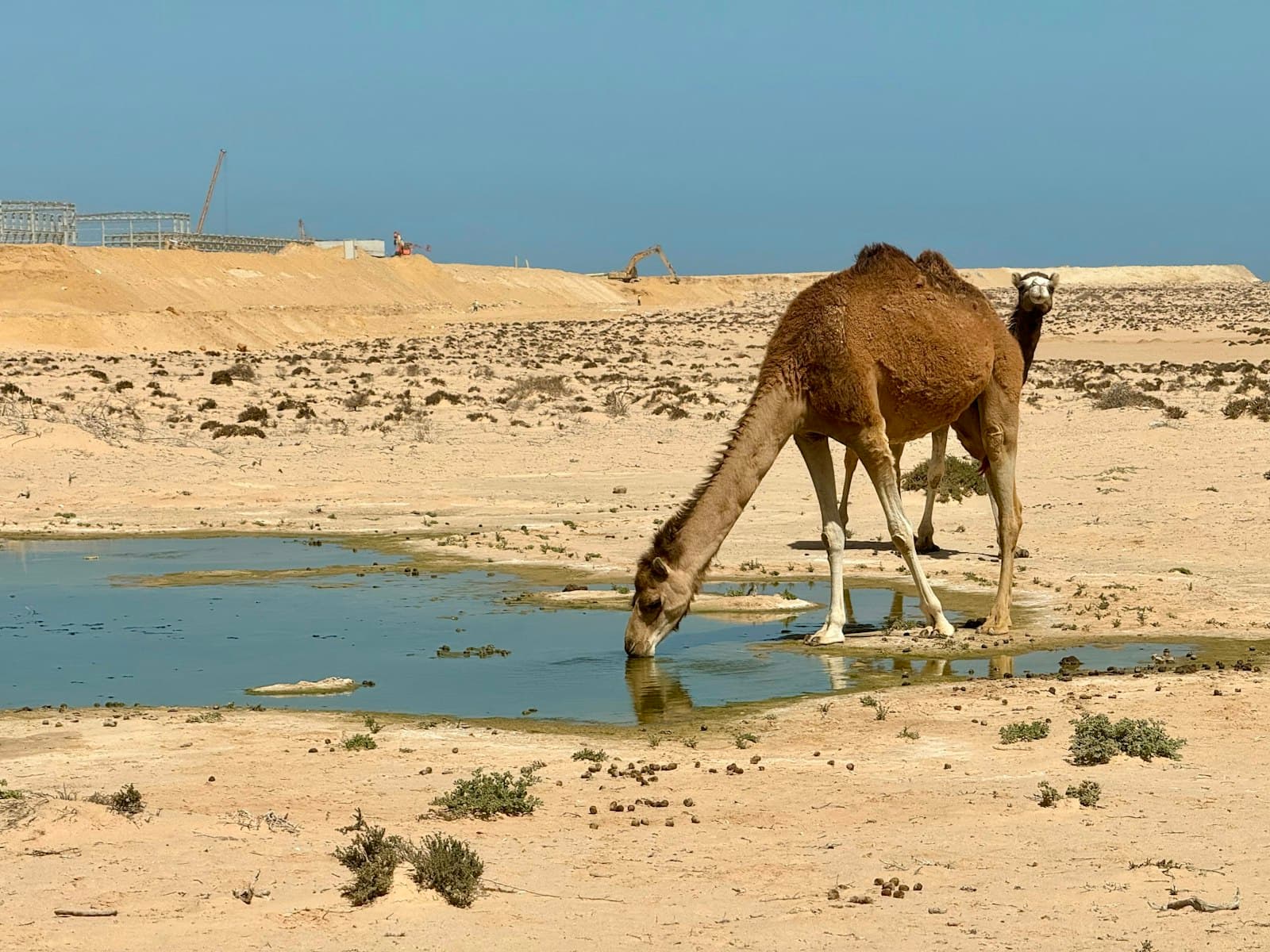 A camel drinking at a desert waterhole