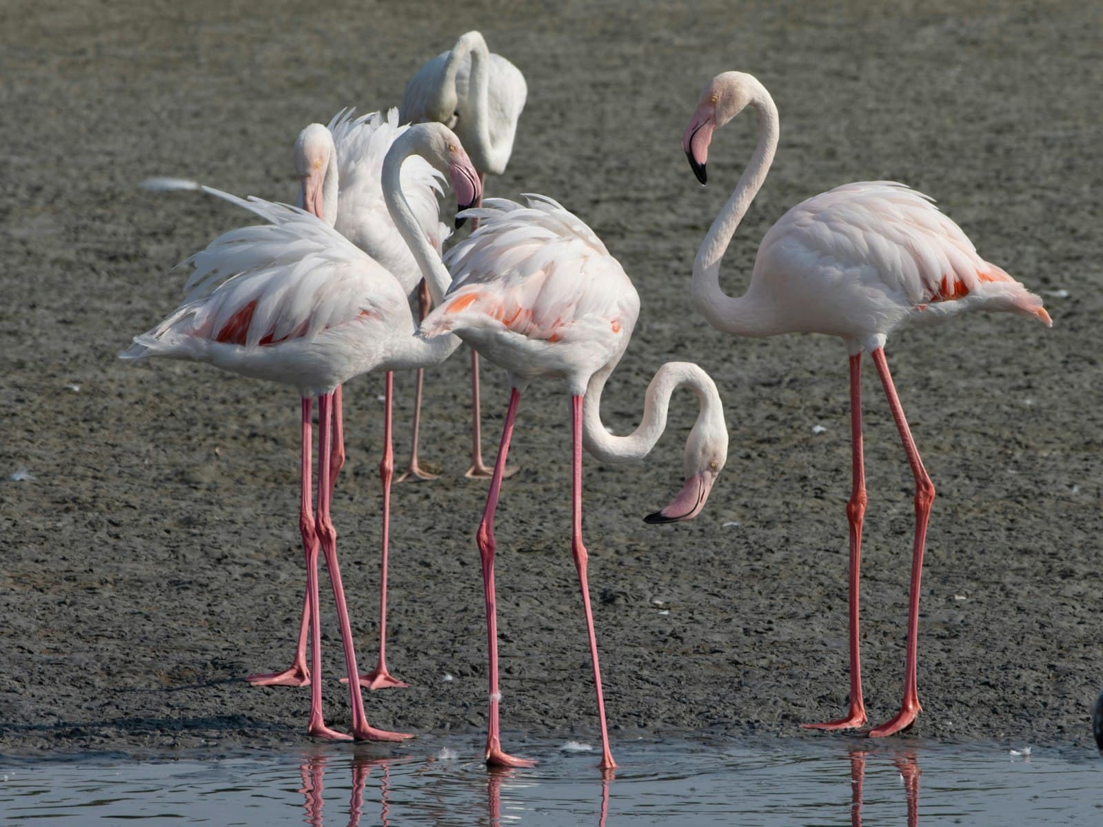 Flamingos wading in shallow coastal water
