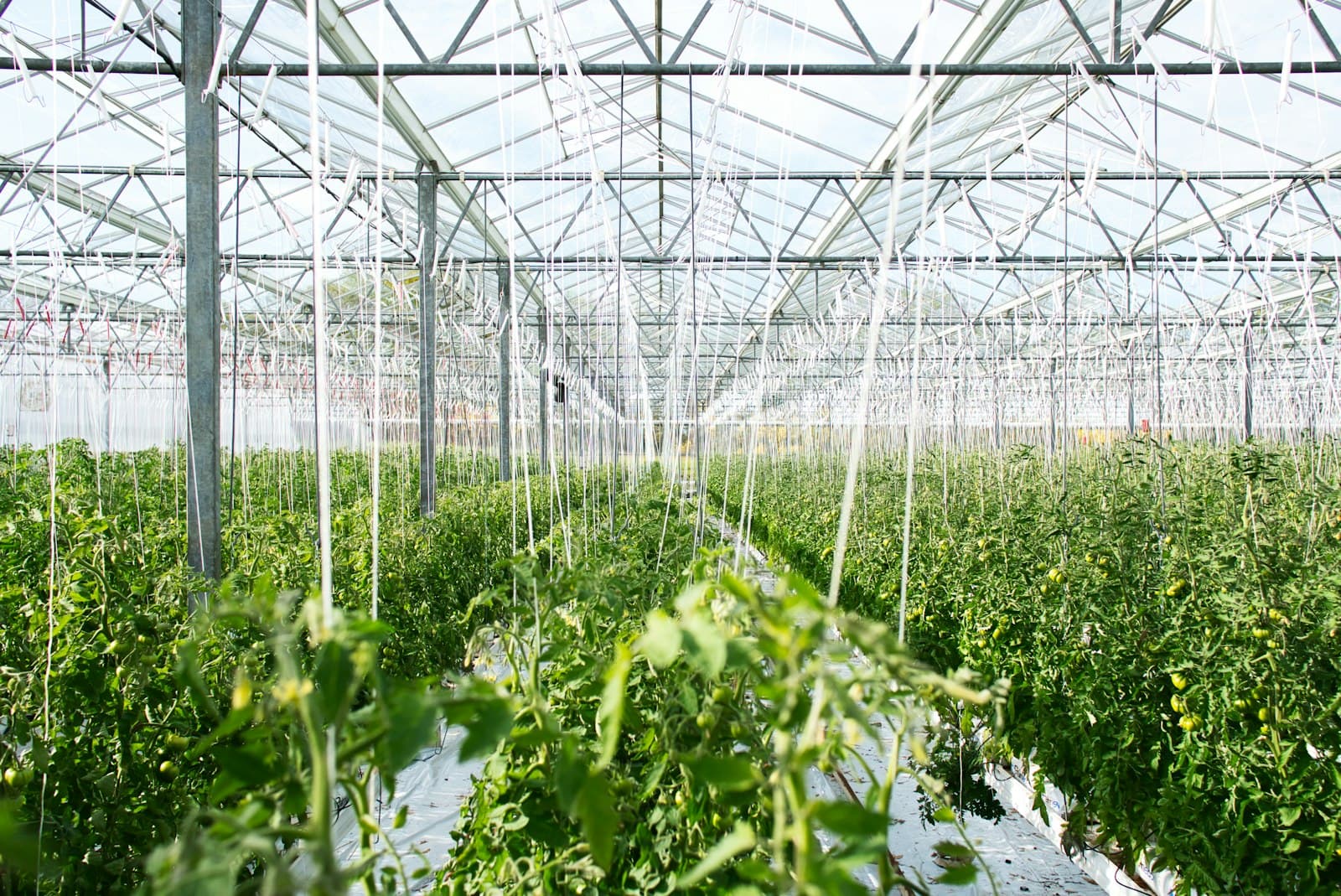 Rows of tomato plants inside a large greenhouse