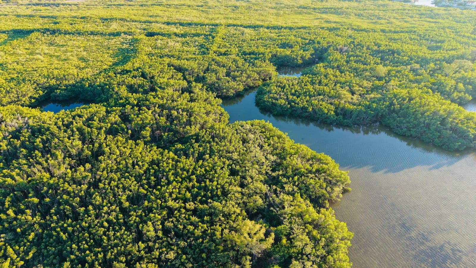 Aerial view of a mangrove forest and winding waterways