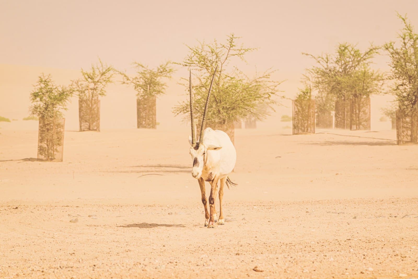 An Arabian oryx walking among young trees in the desert