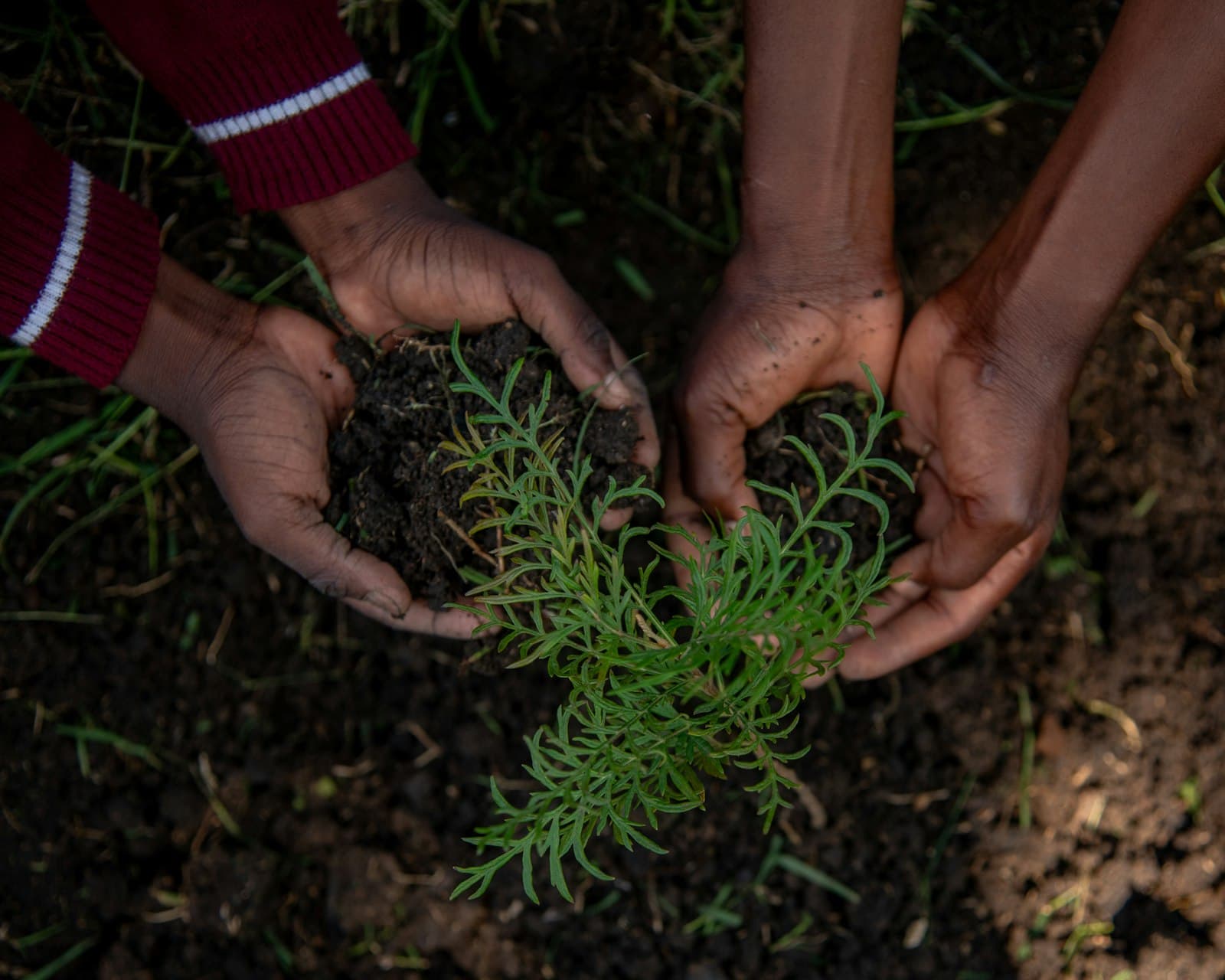 Two pairs of hands planting a green seedling in dark soil