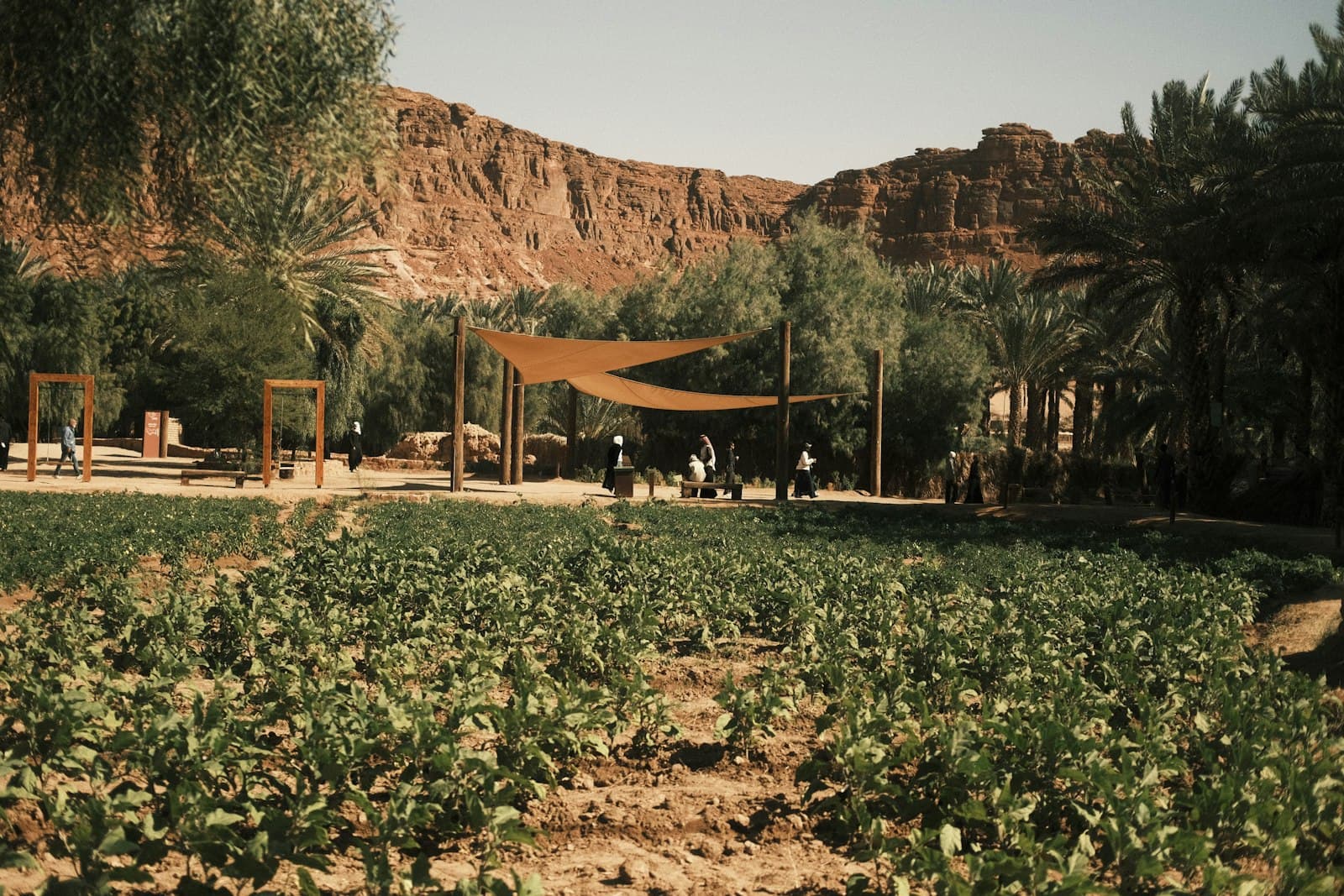 Green crops growing in a desert oasis among date palms
